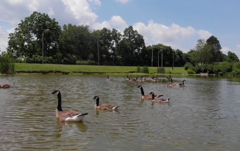 Pond & Geese 1