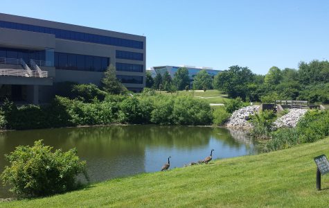 Pond & Geese 4 - 151931