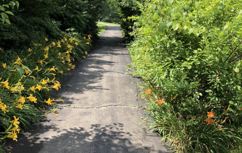 Walking trail with flowers 1